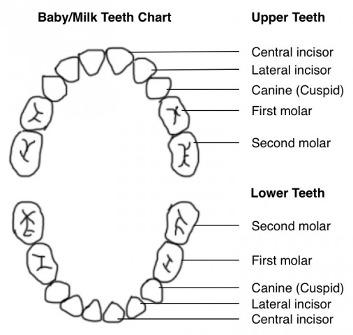 Children's teeth