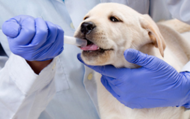 Dog care: Learn about canine parvovirus