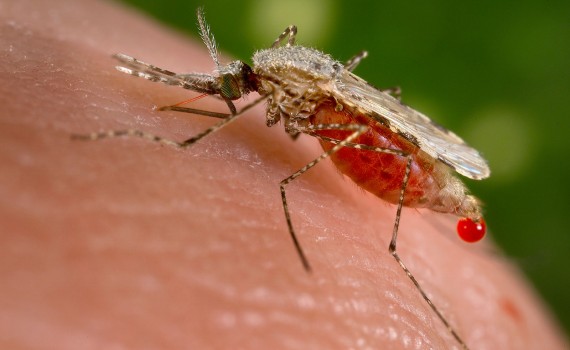 نئی ملیریا ویکسن میں پیش رفت ہو سکتی ہے